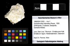 Foto (Objekt + Etiketten) von Goniodromites bidentatus (Reuss, 1858) 